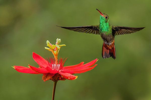 Jones, Adam 아티스트의 Rufous tailed hummingbird-Costa Rica작품입니다.